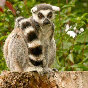 Portret – LEMUR KATTA