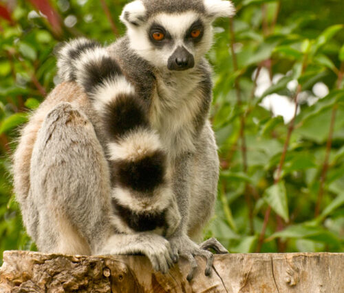 Portret – LEMUR KATTA