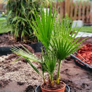 Palma Washingtonia robusta