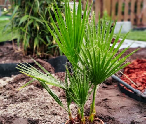 Palma Washingtonia robusta