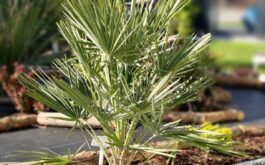 Karłatka-niska-Chamaerops-humilis